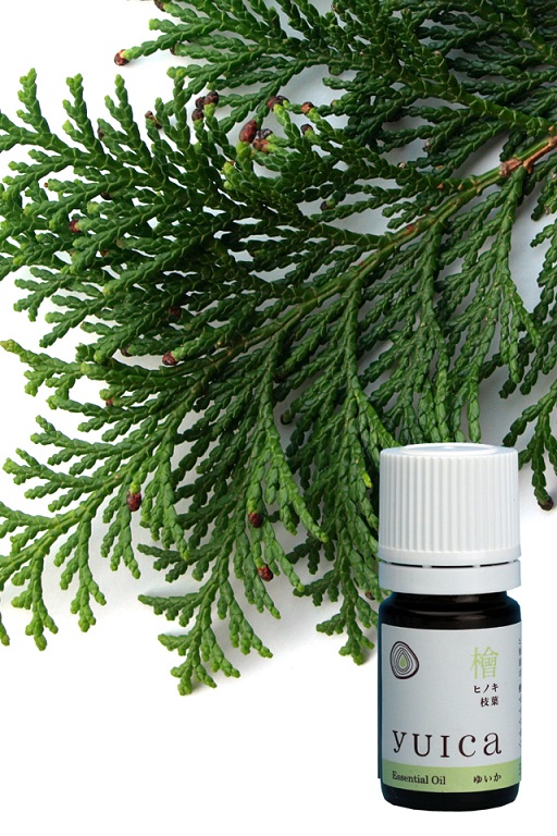 檜　ヒノキ　枝葉